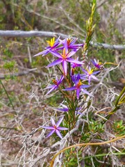 Calectasia intermedia