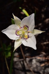 Calochortus lyallii