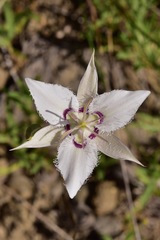 Calochortus lyallii