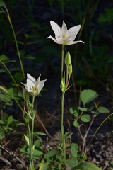 Calochortus lyallii