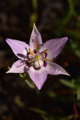 Calochortus lyallii