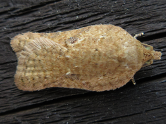 Acleris affinatana