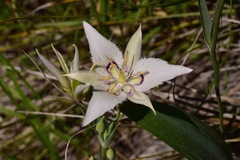 Calochortus lyallii