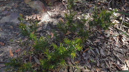 Image of Austromyrtus tenuifolia by (c) Sofia Zvolanek, some rights reserved (CC BY)
