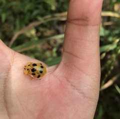 Basiprionota decempustulata