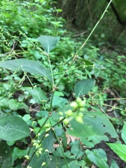 Circaea canadensis