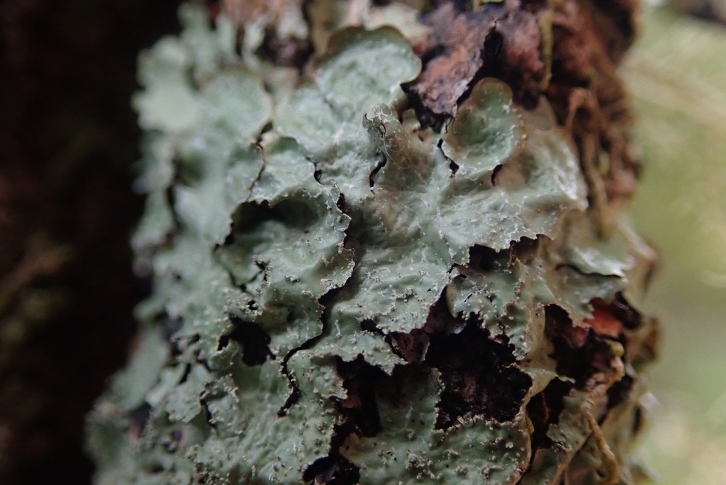 Notoparmelia novae-zelandiae