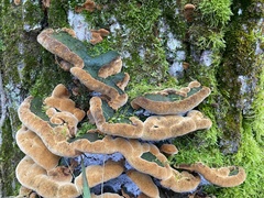 Fuscoporia torulosa