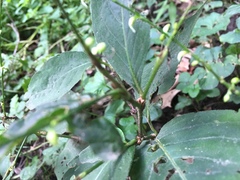 Circaea canadensis