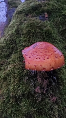 Pholiota