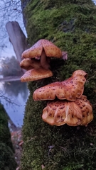 Pholiota