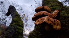 Pholiota