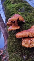 Pholiota