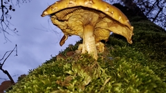 Pholiota