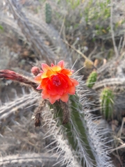 Borzicactus sepium