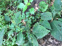 Circaea canadensis