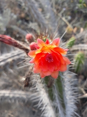 Borzicactus sepium