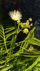 Image of Albizia polyphylla