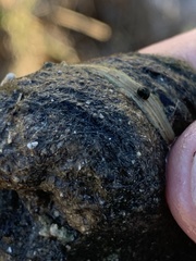Pyrgulopsis