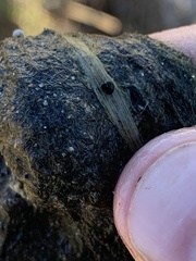 Pyrgulopsis