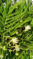 Albizia polyphylla image