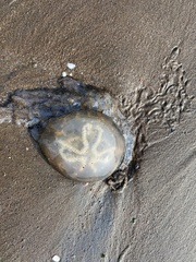 Crambionella stuhlmanni