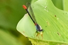 Ceriagrion cerinorubellum
