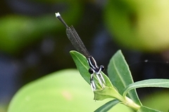 Pseudocopera ciliata