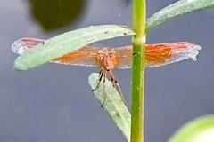 Brachythemis contaminata