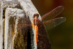 Rhodothemis rufa