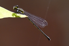 Onychargia atrocyana