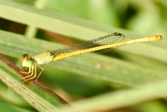 Ceriagrion coromandelianum
