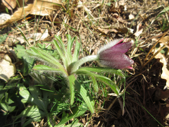 Pulsatilla cernua