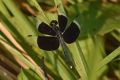 Neurothemis tullia
