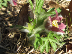 Pulsatilla cernua