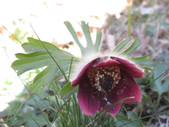 Pulsatilla cernua