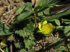 Potentilla fragarioides