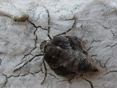 Operophtera relegata