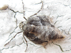 Operophtera relegata