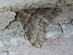 Operophtera relegata