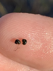 Pyrgulopsis