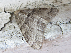 Operophtera relegata