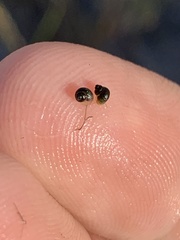 Pyrgulopsis