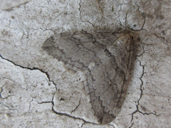 Operophtera relegata