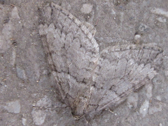 Operophtera relegata