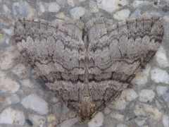 Operophtera relegata