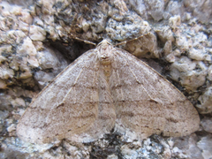 Larerannis orthogrammaria