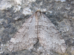 Operophtera relegata