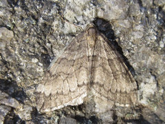 Operophtera relegata