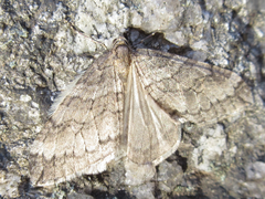 Operophtera relegata